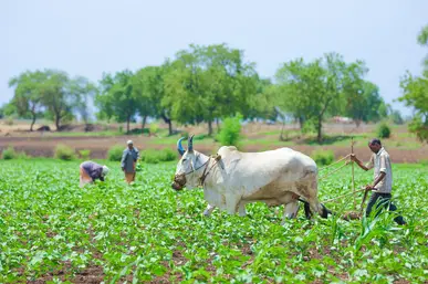 About Gallery - Farm Webflow Template