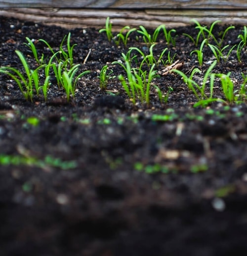 plant grow