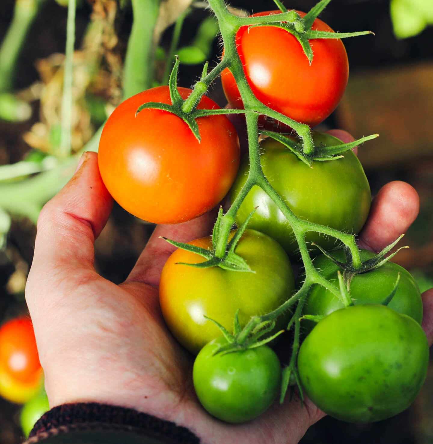 tomato image