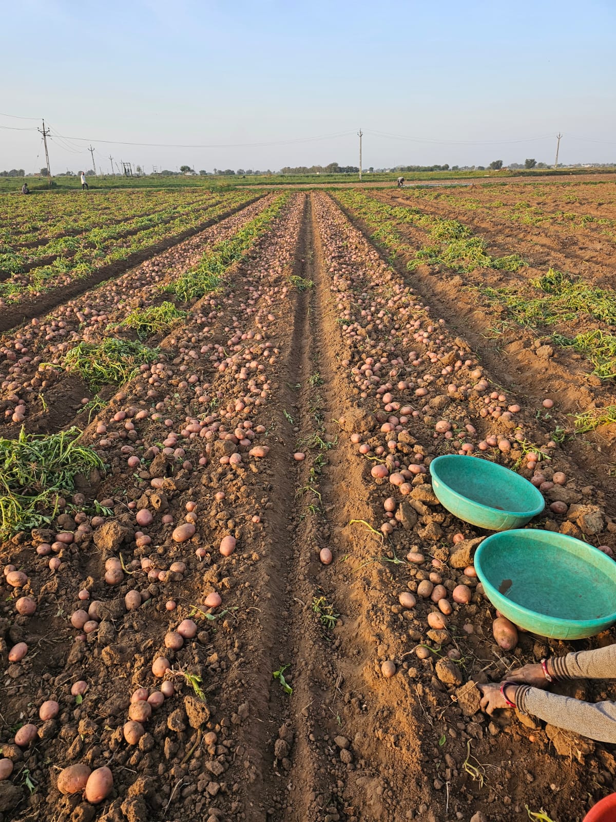 Potato Farm