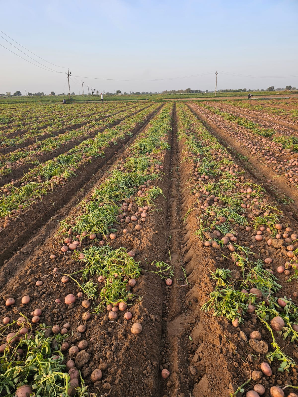 Potato Farm
