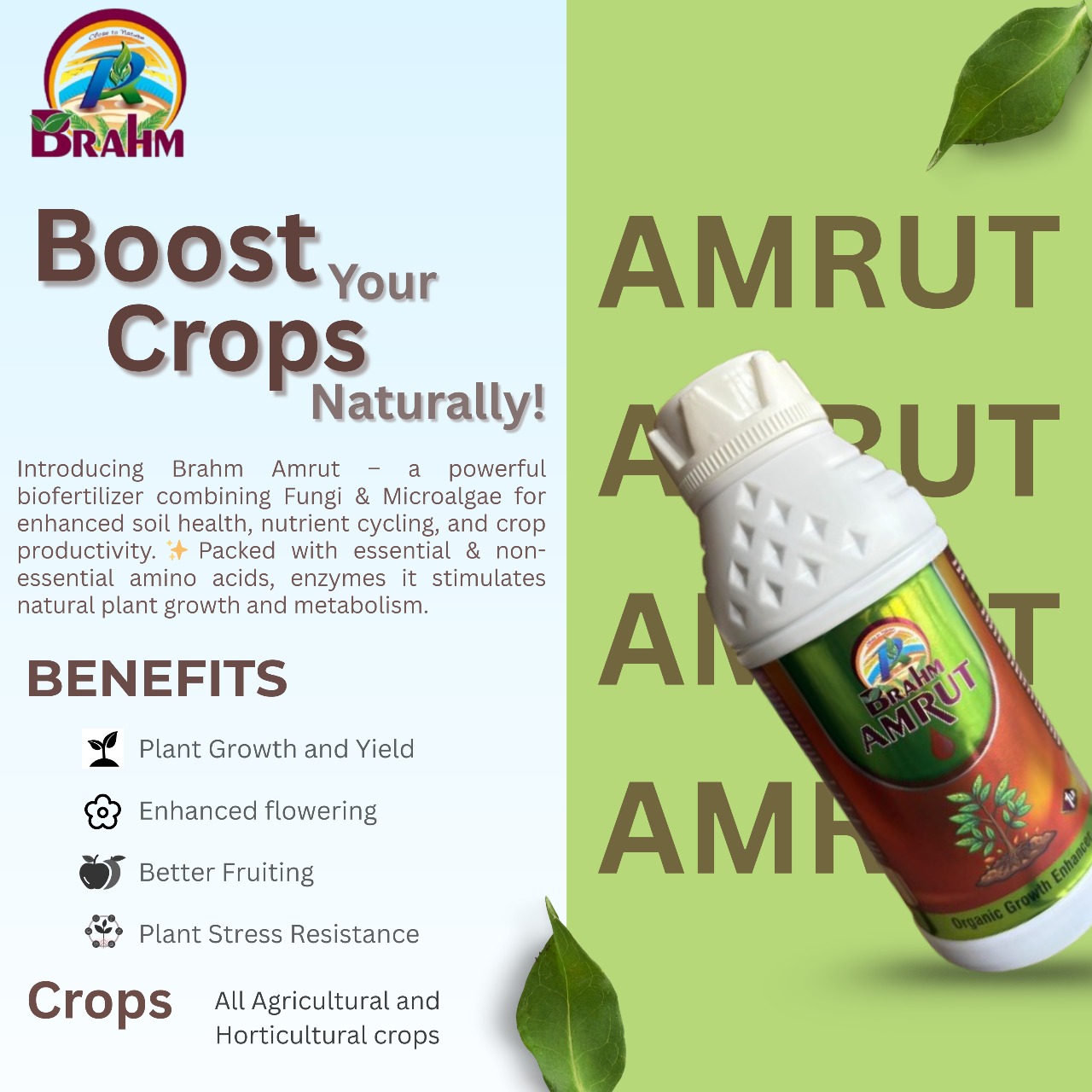 amrut
